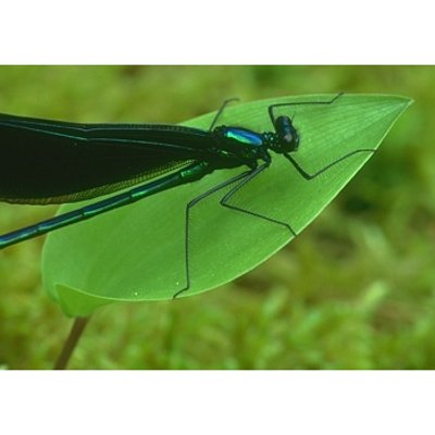 Refer to caption
