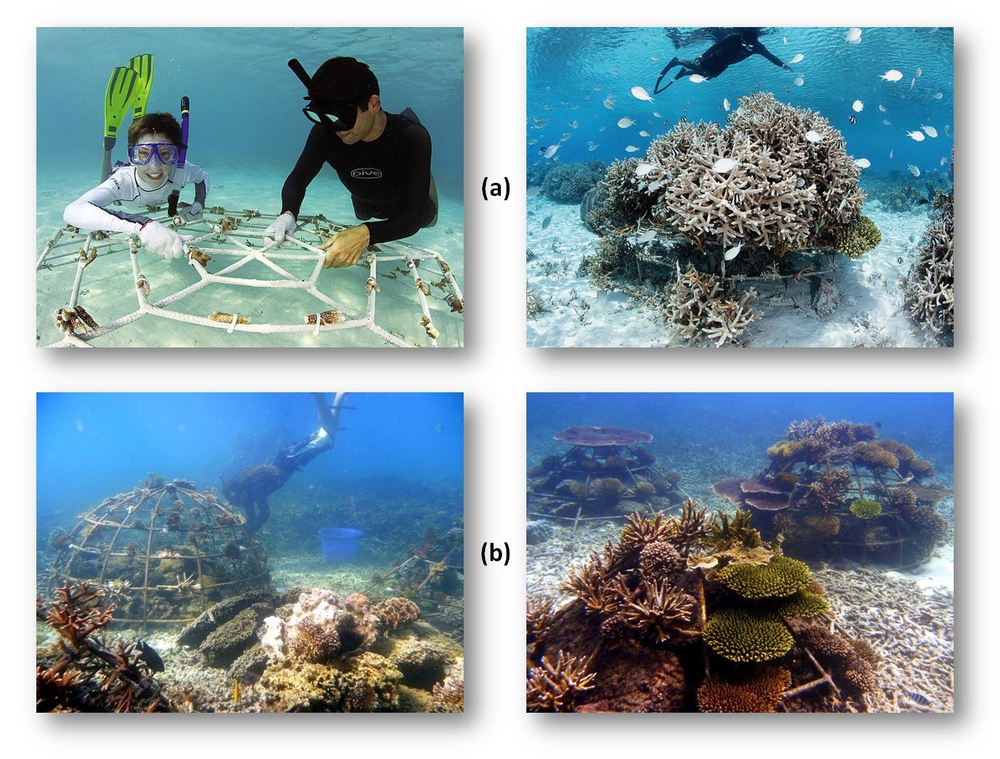 Staghorn coral, Churaumi Fish Encyclopedia