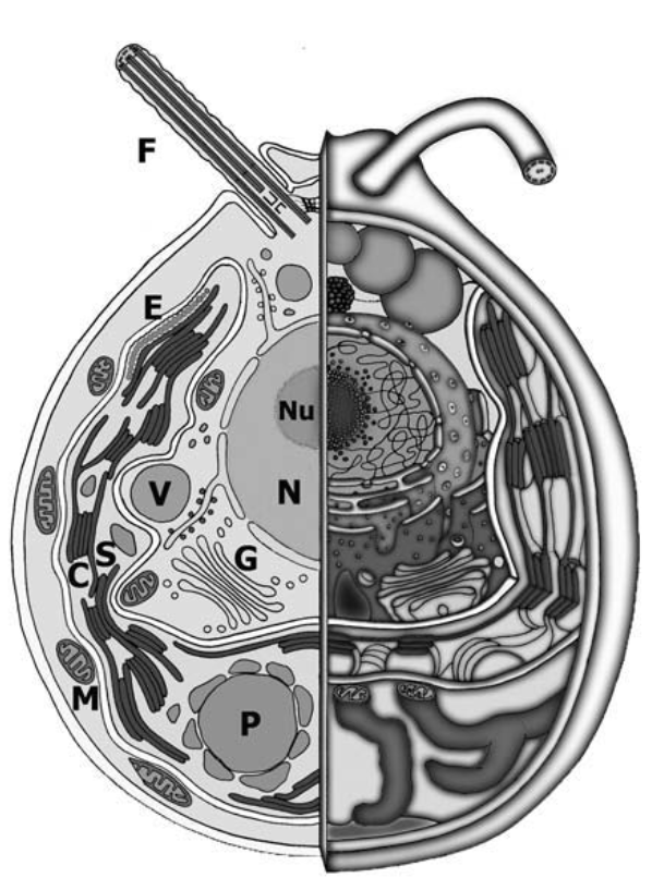 Refer to caption