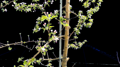 Refer to caption