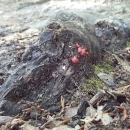 Refer to caption