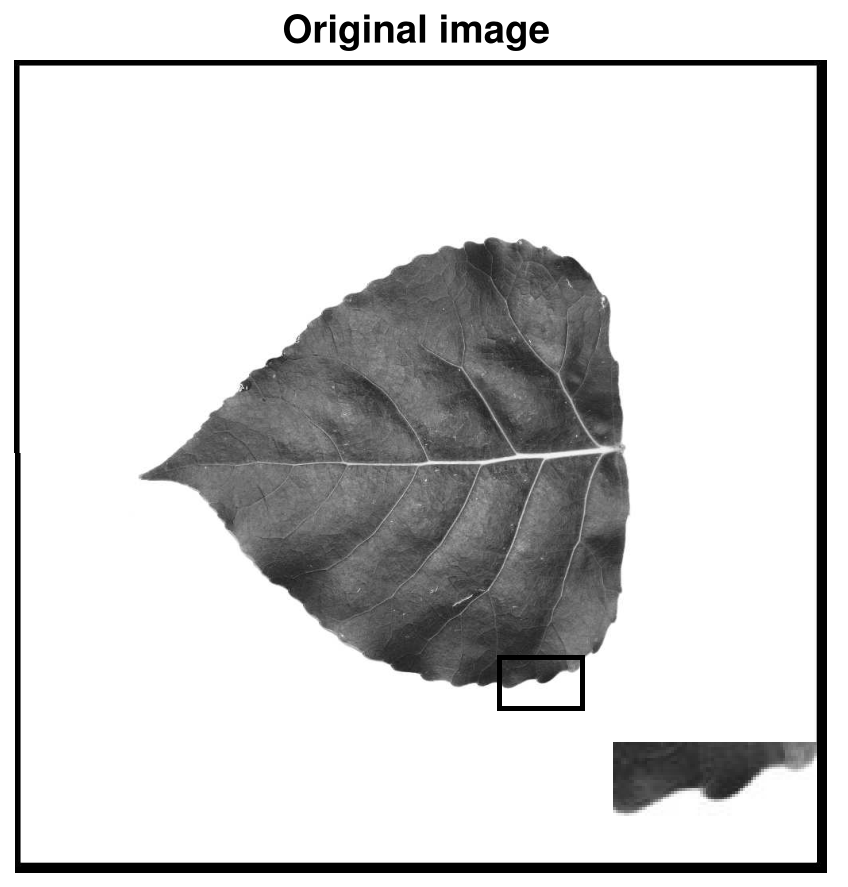 Refer to caption