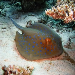 Refer to caption