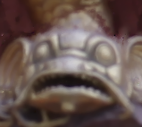[Uncaptioned image]