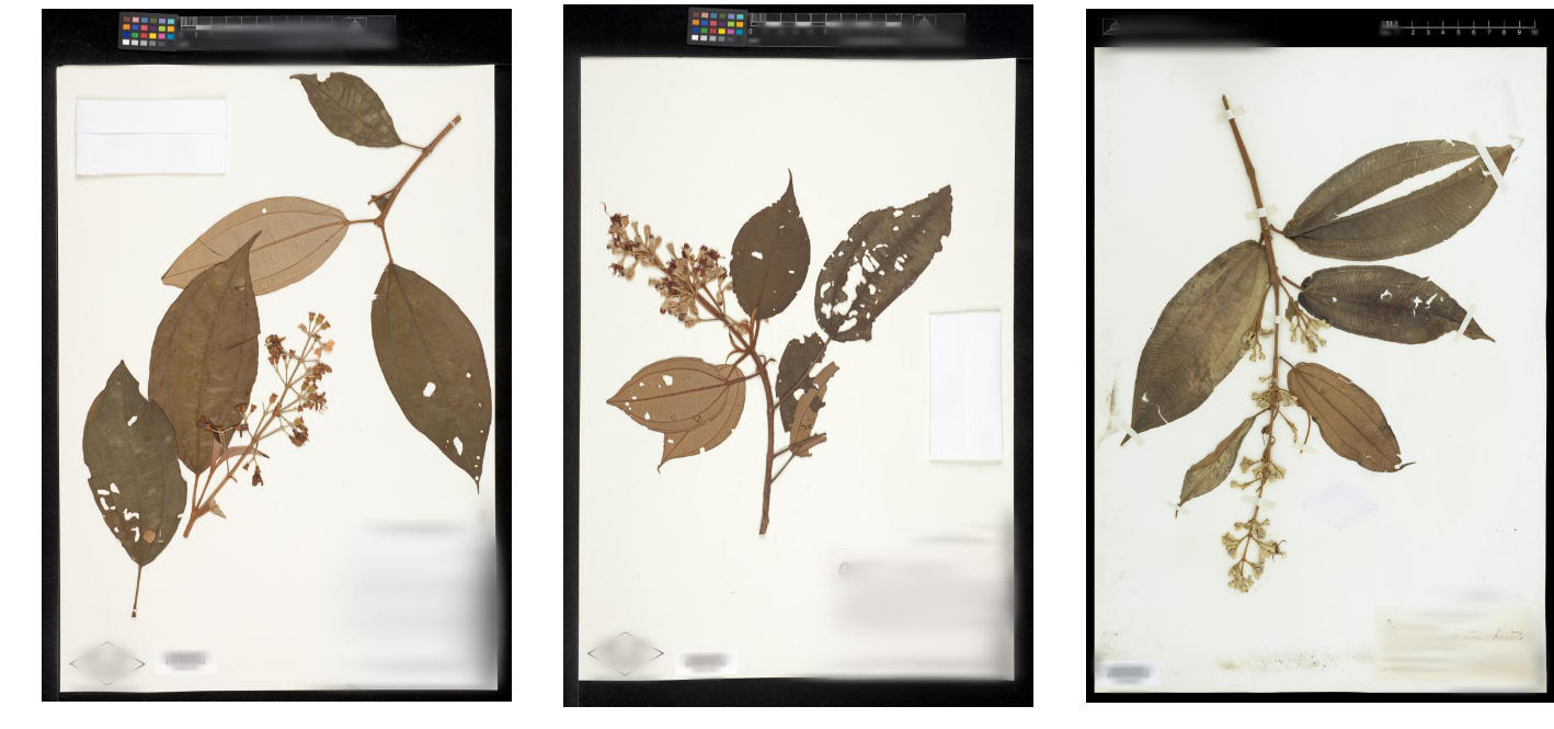 1906.05372] The Herbarium Challenge 2019 Dataset