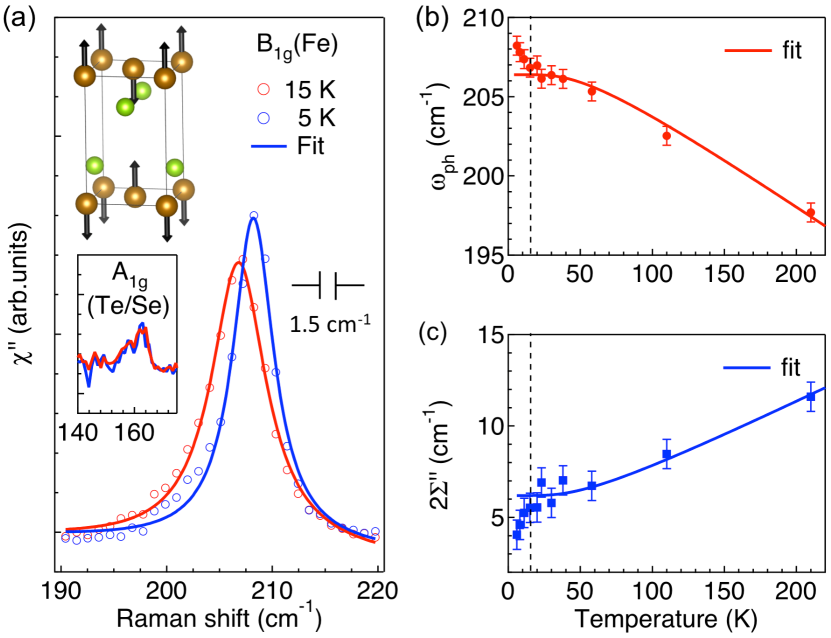 [1911.07270] Superconductivity and phonon self-energy effects in Fe1 ...