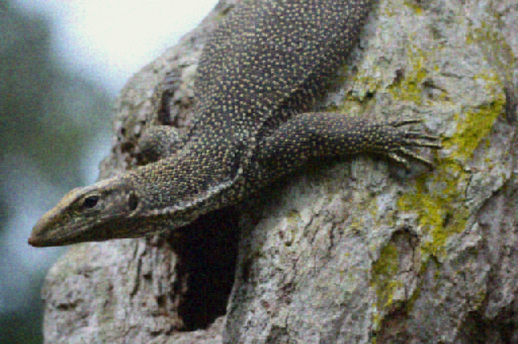 Refer to caption