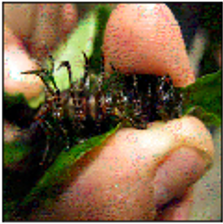 Refer to caption