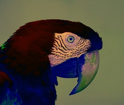 Refer to caption