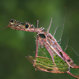 Refer to caption