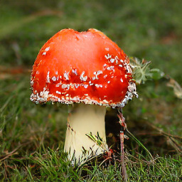 Refer to caption