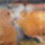[Uncaptioned image]