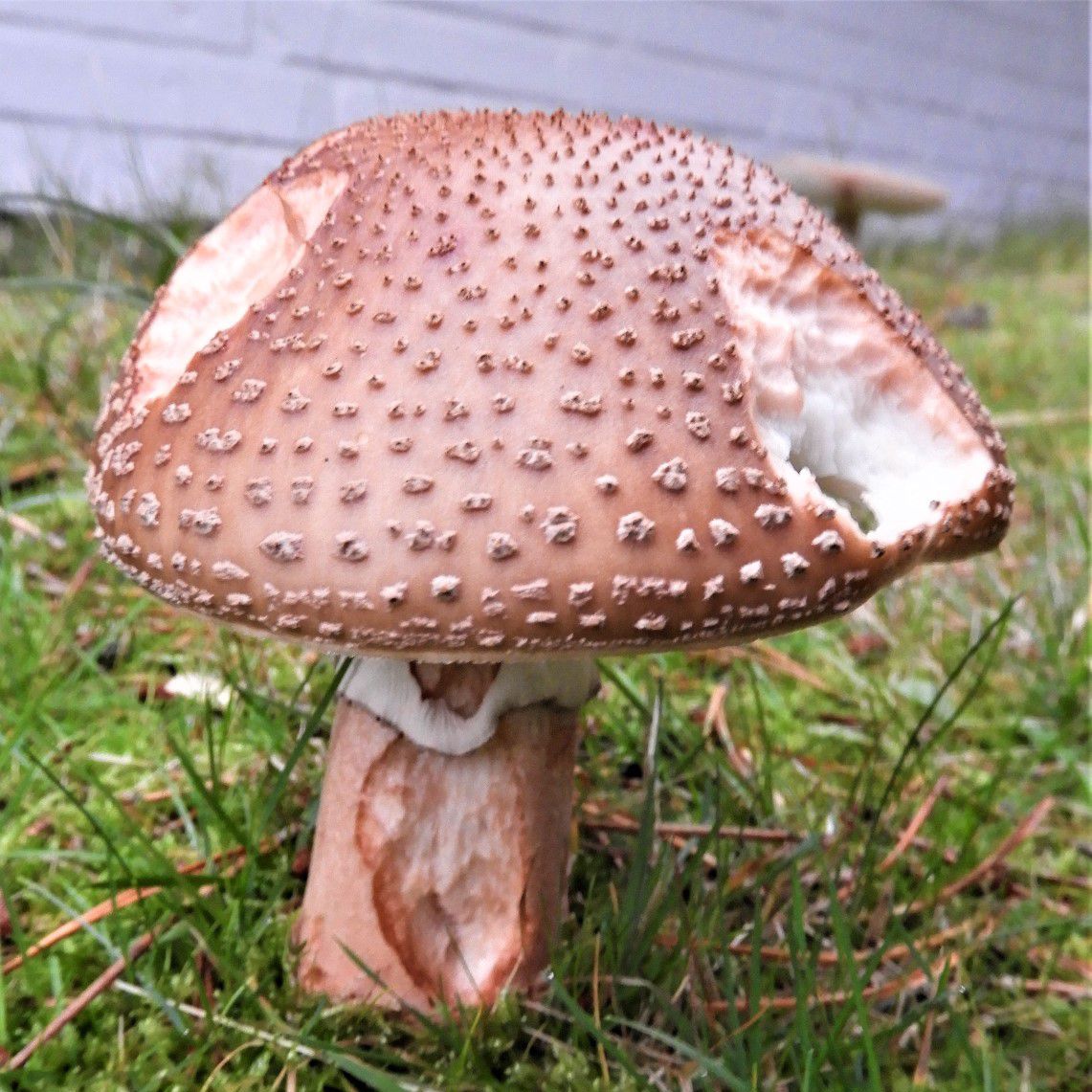 Refer to caption