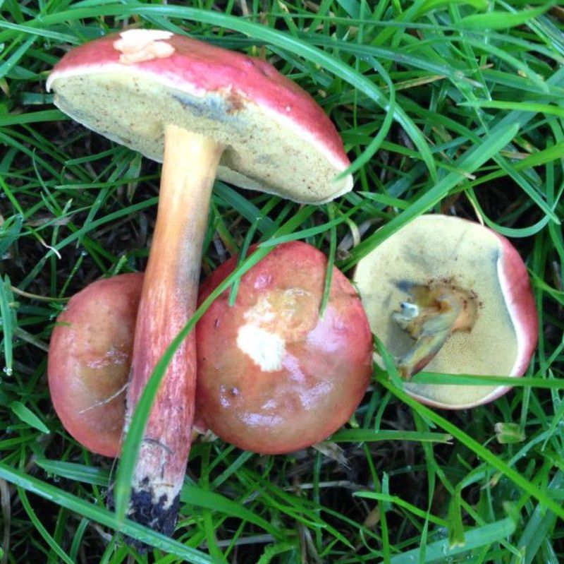 Refer to caption