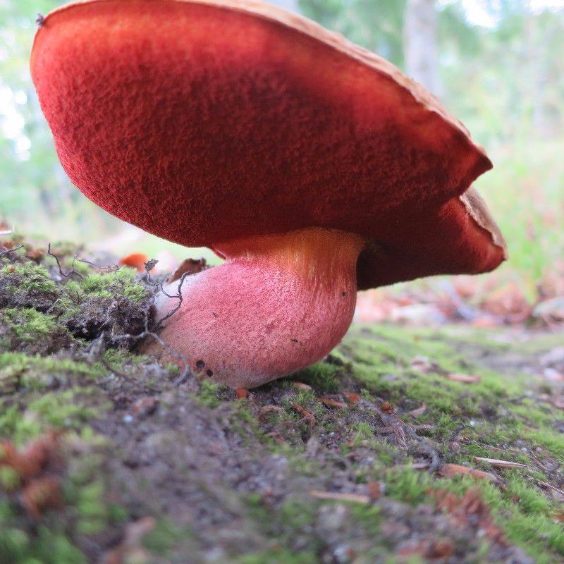 Refer to caption