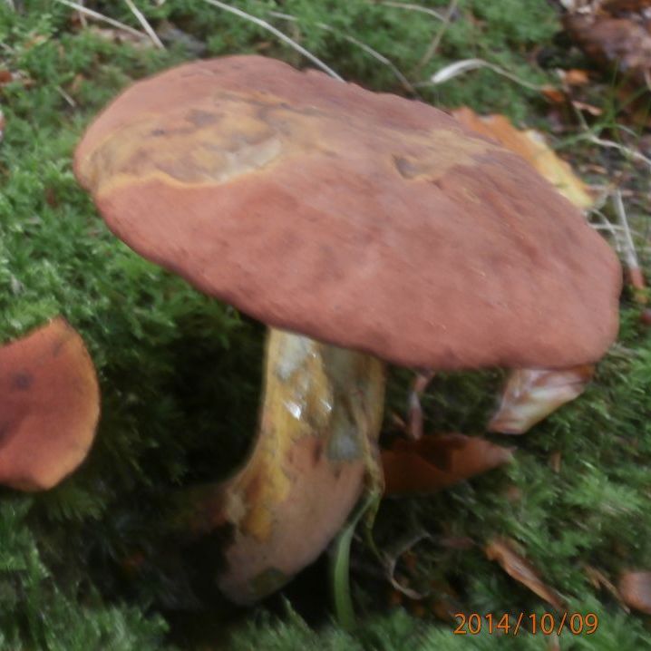 Refer to caption