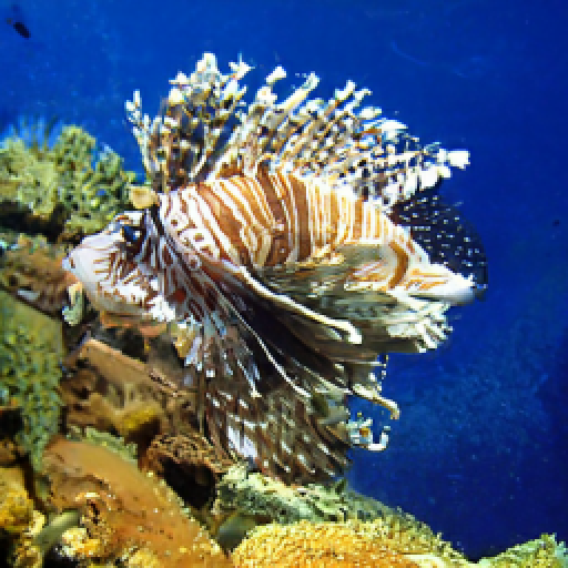 Refer to caption