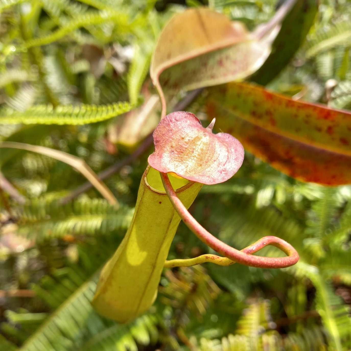 Refer to caption