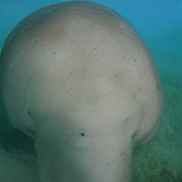 Refer to caption