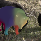 Refer to caption