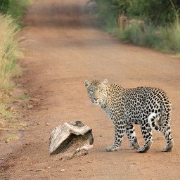 Refer to caption
