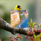 [Uncaptioned image]
