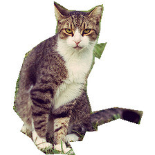 Refer to caption