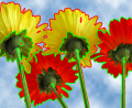 Refer to caption
