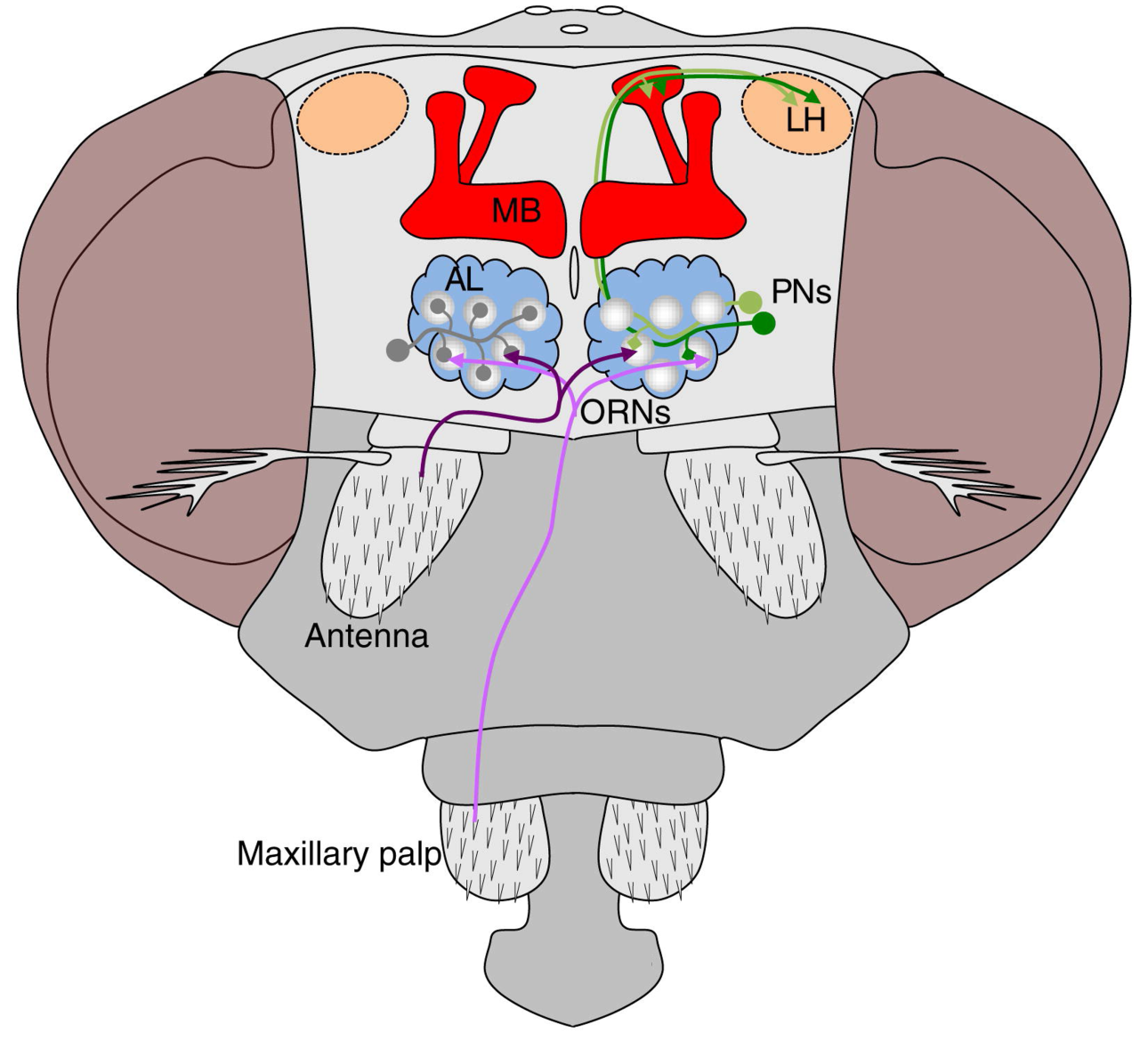 Refer to caption