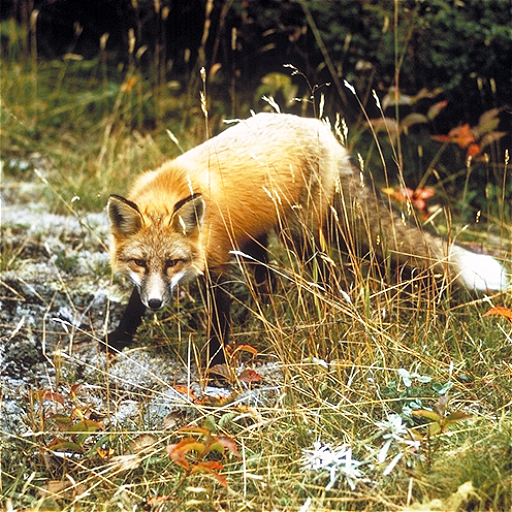 Refer to caption