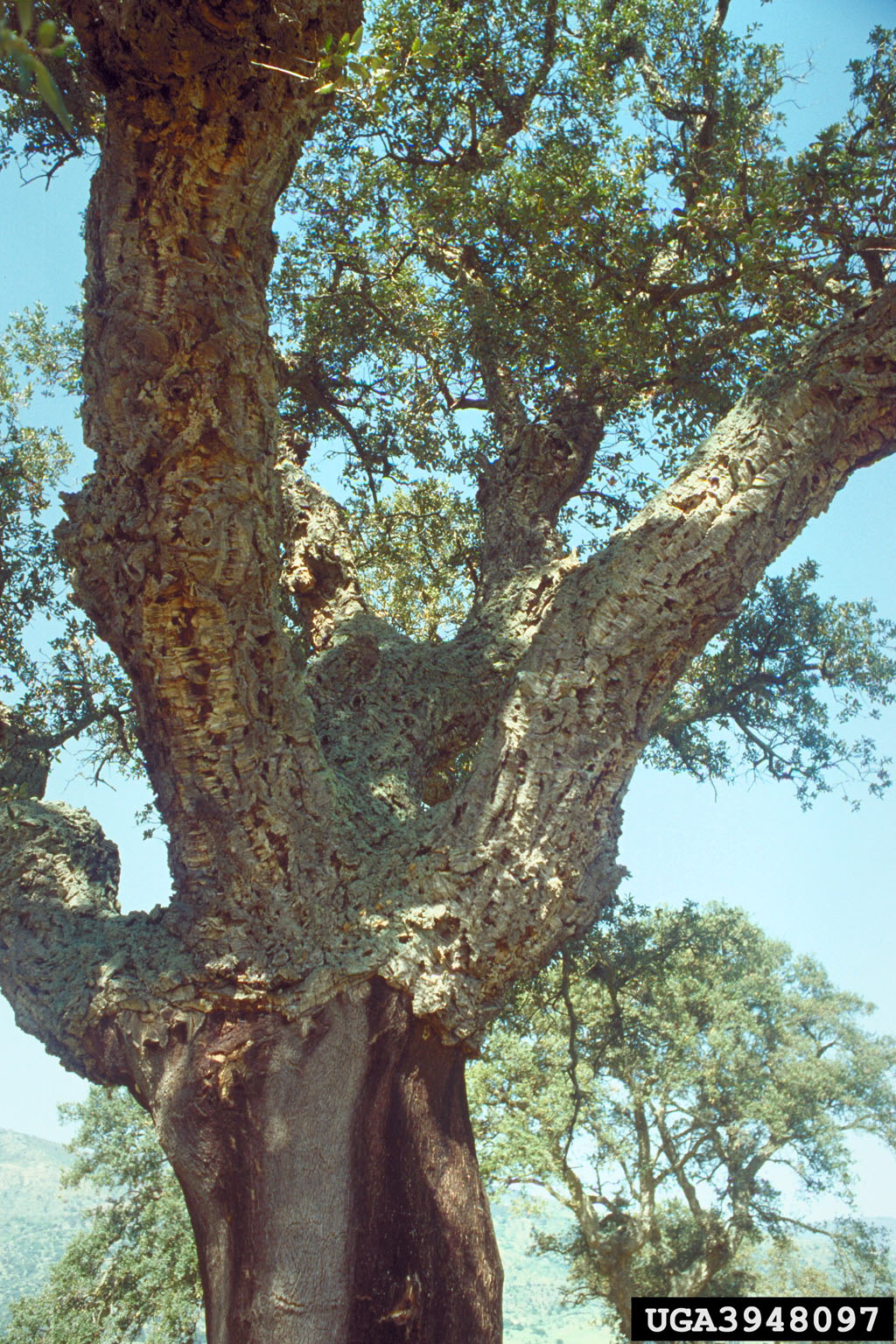 [Uncaptioned image]