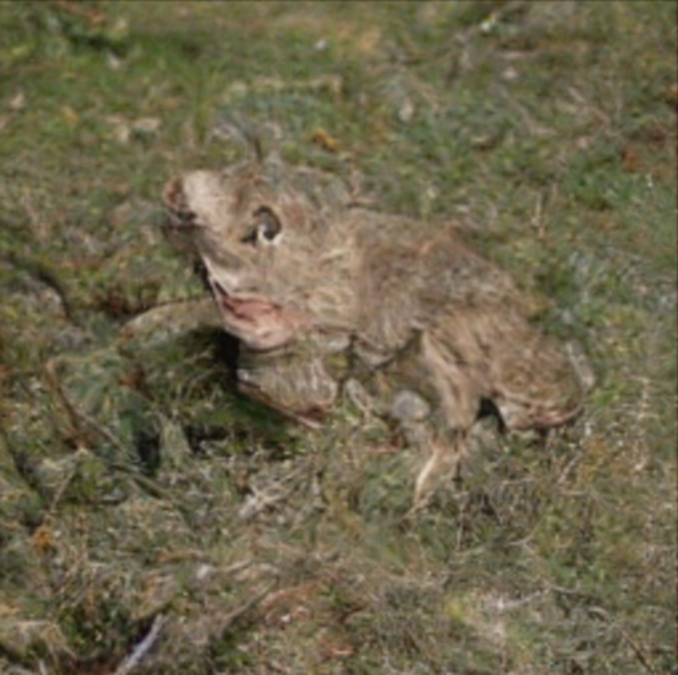Refer to caption