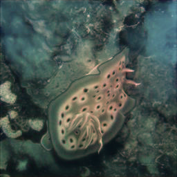 Refer to caption