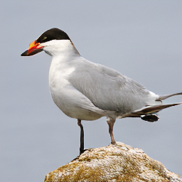 Refer to caption