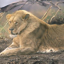 Refer to caption