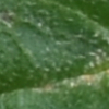 [Uncaptioned image]