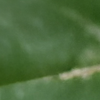[Uncaptioned image]