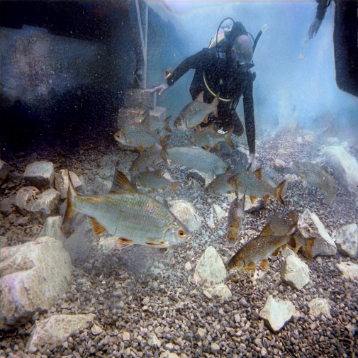 Refer to caption