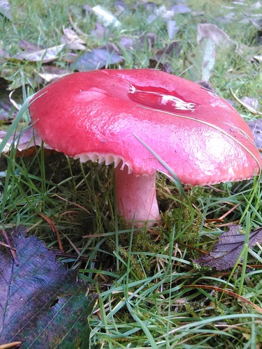 Refer to caption