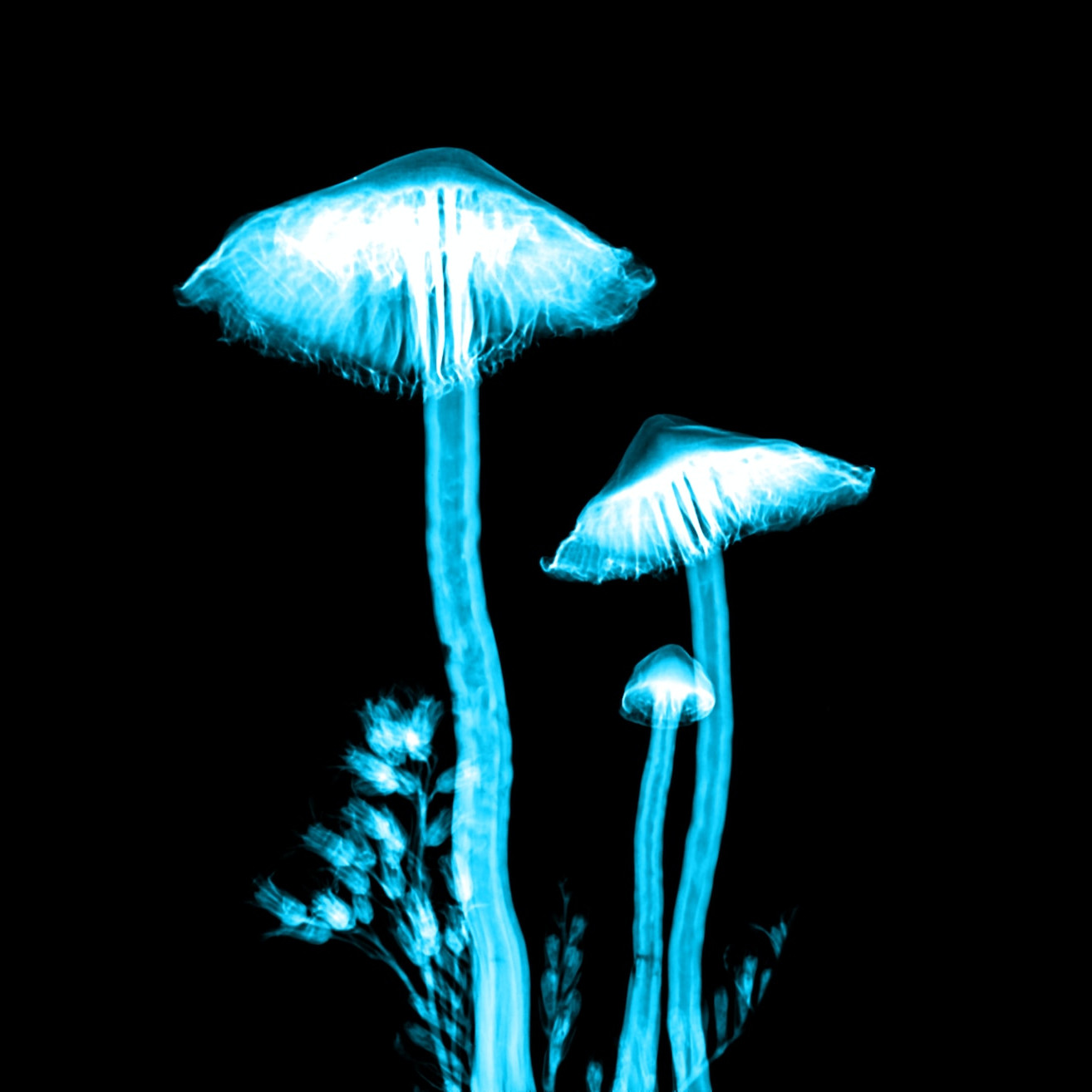 [Uncaptioned image]