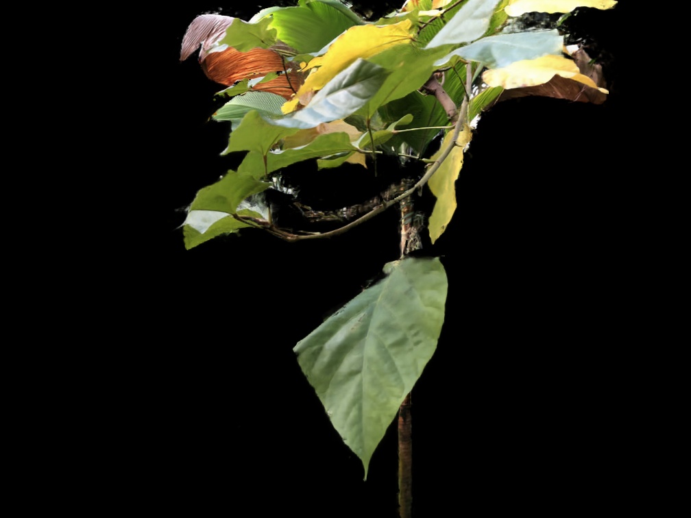 Refer to caption