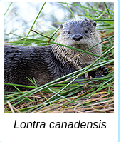 [Uncaptioned image]