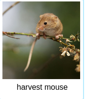 [Uncaptioned image]