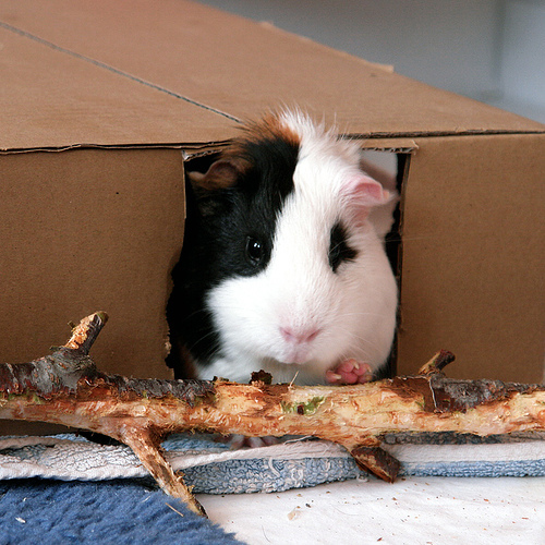Refer to caption