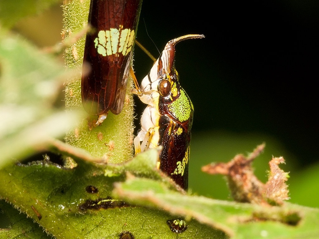 Refer to caption