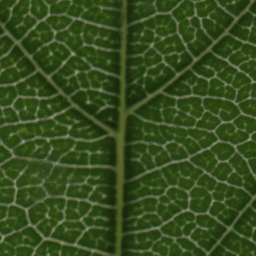 Refer to caption