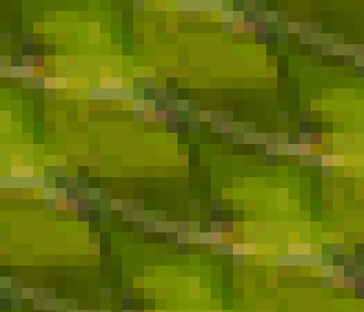 [Uncaptioned image]