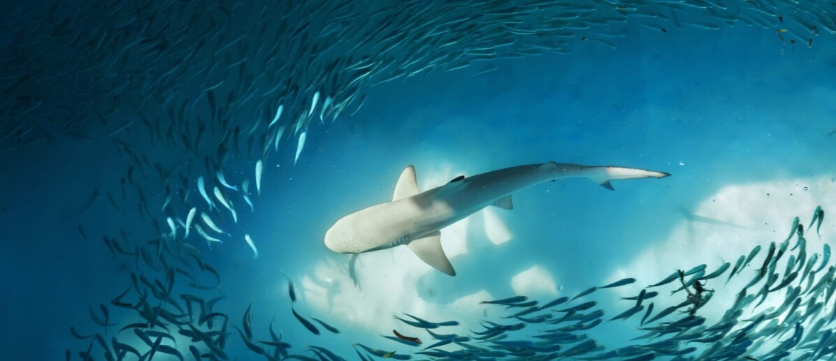 Refer to caption