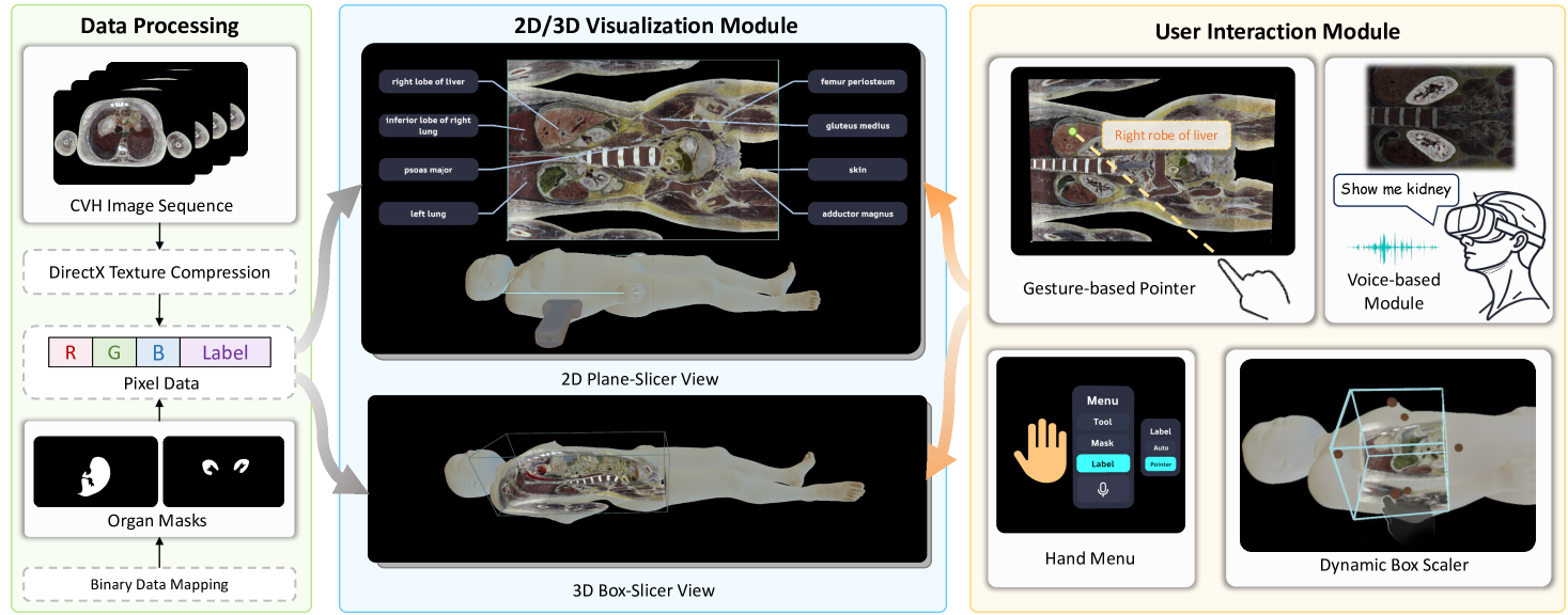 The framework of CvhSlicer 2.0, three main modules of data processing, 2D/3D visualization, and user interaction for XR-based immersive anatomical analysis.