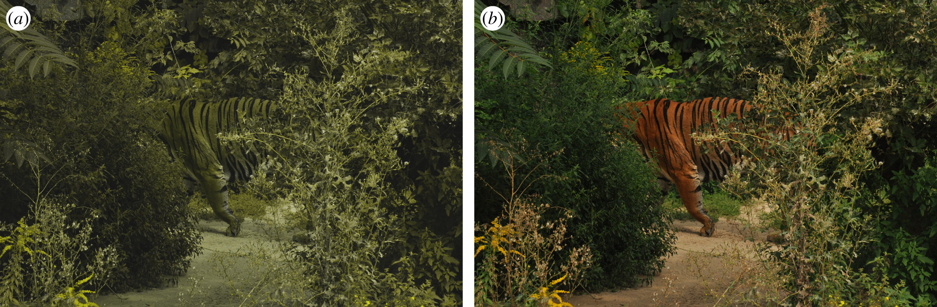 Two pictures of the same tiger in the undergrowth.
In picture (a) the tiger appear camouflaged as to it has colors similar to the undergrowth whereas in picture (b) the tiger is much more visible as it has orange-black colors that contrast with the undergrowth